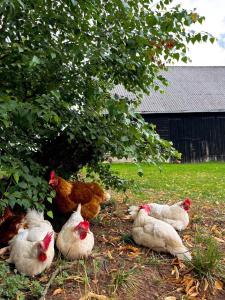 にあるCavalan Ranchの草の中に立つ鶏の群れ