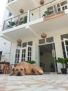 um cão castanho deitado no chão em frente a uma casa em Mount Bay Guest House em Mount Lavinia