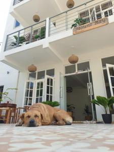 a brown dog laying on the ground in front of a house at Mount Bay Guest House in Mount Lavinia