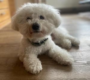 a small white dog laying on a wooden floor at Villa Nordhang in Winterberg