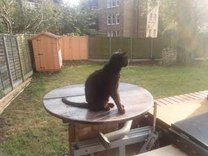 un gato negro sentado sobre una mesa en UnknownRooms en Londres