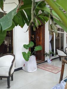 een plant in een witte zak op een veranda bij Kassandra Beach Hotel in Nungwi