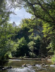 une rivière dans une zone boisée avec des arbres dans l'établissement Villa du Rond du Roi, à Rochefort