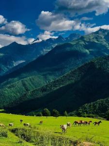 una manada de caballos pastando en un campo con montañas en Kaberyshery en Mestia