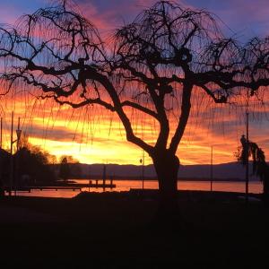 a silhouette of a tree in front of a sunset at La Maison des Coeurs in Lugrin