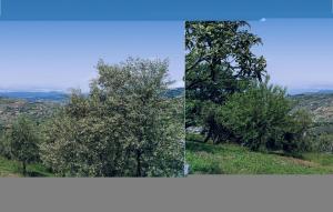 two pictures of a tree on a hill at Awesome Apartment In Castellabate Sa in Castellabate +13 photos