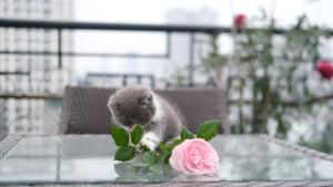 a kitten playing with a flower on a table at The Bloom Hanoi in Hanoi