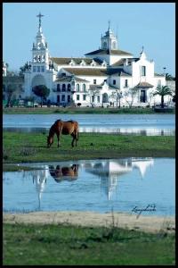 un caballo pastando en la hierba cerca de un cuerpo de agua en Apartamento Tahalia 3 habitaciones, en Huelva