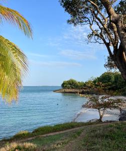 a beach with a palm tree and the ocean at CosyLife Sainte-Rose - Villa calme avec vue Sofaïa à 3km de la plage in Sainte-Rose