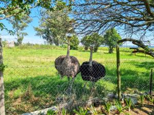 two ostriches standing behind a fence in a field at Claymore Country Cottage in Winterton