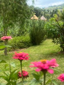 MbararaにあるNyore Hillside Retreatの庭のピンクの花の群れ