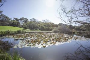 un laghetto con imbottiture di gigli sull'acqua di Apollo Bay Cottages- Sabine a Marengo