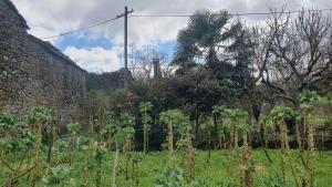 einen Garten mit Bäumen und Pflanzen auf einem Feld in der Unterkunft apartamento T2 zona rural in Vila Nova de Paiva