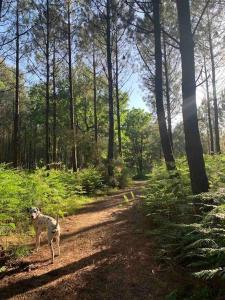 La Ferme Pouchuc في Bénesse-Maremne: كلب يقف على طريق ترابي في الغابة