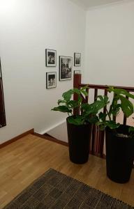 zwei Topfpflanzen auf dem Boden in einem Raum in der Unterkunft As Conchas in Vilagarcia de Arousa