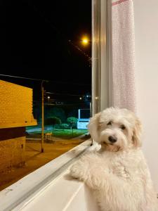 un perro blanco sentado en el alféizar de la ventana en Chimor House, en Huanchaco