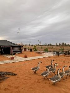 a group of birds walking in the dirt at مزرعة واستراحة درب التوت in Riyadh