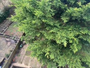 an overhead view of a tree in a garden at Paradise Vuze in Tilehurst