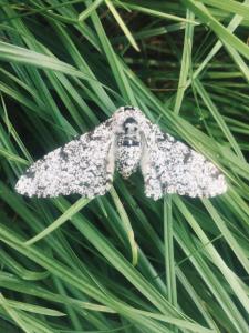 a moth sitting on top of a green plant at Manoir Le Rest in Lanrivain +16 photos