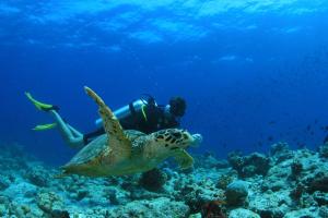 een man zwemmend in de oceaan naast een groene schildpad bij Amilla Maldives in Finolhu