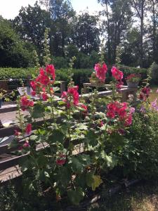 a bunch of pink roses in a garden at Ferienhaus zum Krakower See in Krakow am See