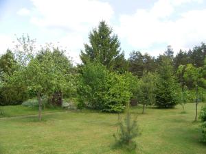 a yard with trees and grass and trees at Ferienbungalow Nautik in Hoppenwalde +26 photos