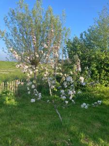 Rosa's zonnige huisje bij duinen bos en strand外面的花园