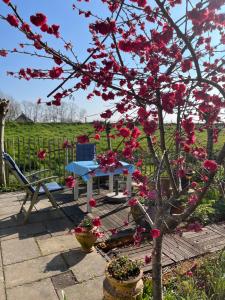 Rosa's zonnige huisje bij duinen bos en strand外面的花园
