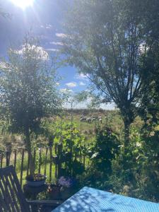 Rosa's zonnige huisje bij duinen bos en strand外面的花园