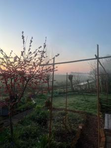 Rosa's zonnige huisje bij duinen bos en strand外面的花园