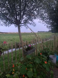 Rosa's zonnige huisje bij duinen bos en strand外面的花园