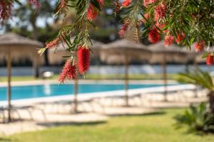 a tree with red flowers in front of a swimming pool at VILA PARK Nature & Business Hotel in Santo André +23 photos