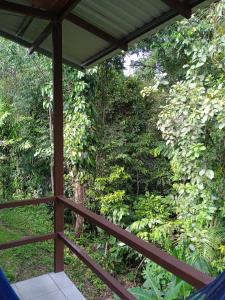 - une vue depuis l'intérieur d'un hamac dans une forêt dans l'établissement Cabañas Bajo Bosque Drake, à Drake