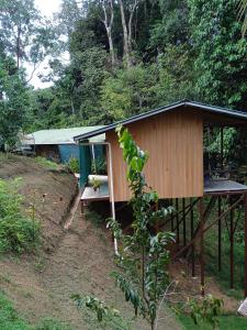 a small building in the middle of a forest at Cabañas Bajo Bosque Drake in Drake