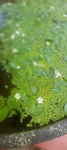a pool of green water with white flowers in it at White Arcadia cottage in Ella