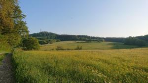 a field of green grass with a dirt road at Ferienwohnung Am Hochkelberg in Bereborn