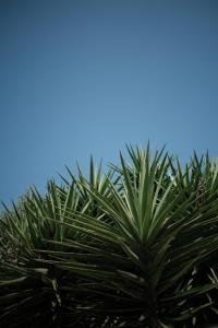 a palm tree with a blue sky in the background at Prinsotel La Dorada & Spa in Playa de Muro