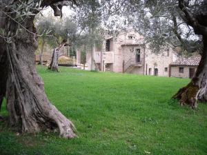 una casa vieja en un campo verde con árboles en La Collina Con Gli Ulivi, en Perugia