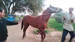 un hombre de pie junto a un caballo marrón en Beir El Gabal Hotel (with Hot Springs) en Al Qaşr