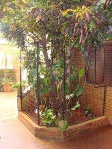 une cage avec un arbre à côté d'un bâtiment dans l'établissement Residencial Santiago Habitaciones Hotel bed & break fast, à Posadas