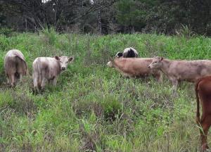 un groupe de vaches debout dans un champ herbeux dans l'établissement hospedaje nacho 3, à Chiles