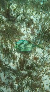 a blue fish laying in the grass at The Coral Casa in Caye Caulker