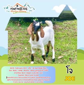 un poster di una capra in piedi sull'erba di Baan Suan Khiriwong a Khao Yoi
