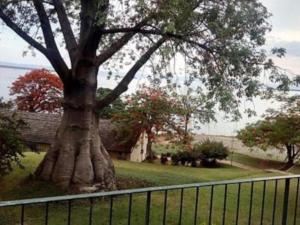un gran árbol en un patio junto a una valla en Cutty Sark Lodge, en Kariba