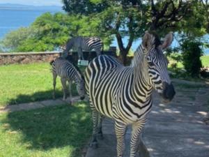 KaribaにあるCutty Sark Lodgeの3頭のシマウマが草原に立っている +13枚の写真