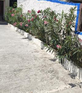 una fila de plantas contra una pared con flores rosas en Sivakumar Paradise, en Mahabalipuram