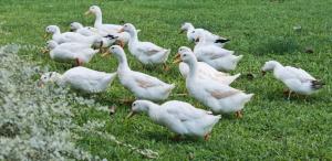 eine Gruppe weißer Enten, die im Gras stehen in der Unterkunft Bononi Guest House Jorhat in Jorhat