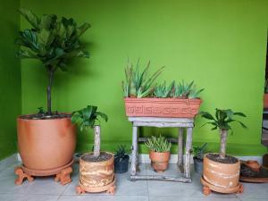 um grupo de vasos de plantas em frente a uma parede verde em Buenavista, espacio natural em Ráquira