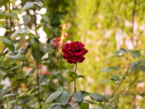 
a red rose in a red rose bush at Hotel GreifenNest in Rostock
