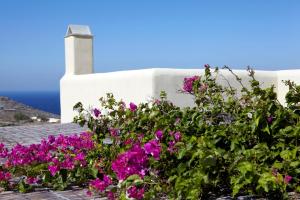 a bunch of pink flowers in front of a white building at Diles & Rinies in Tinos